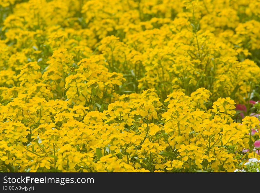 Flower Field