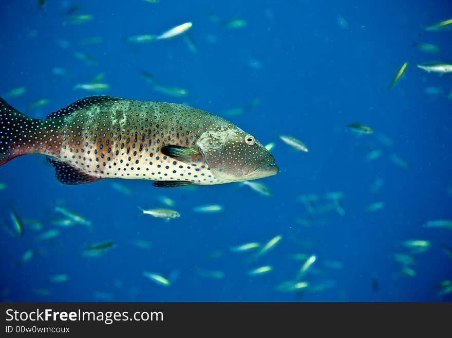 Red sea coralgrouper (Plectropomus pessuliferus)