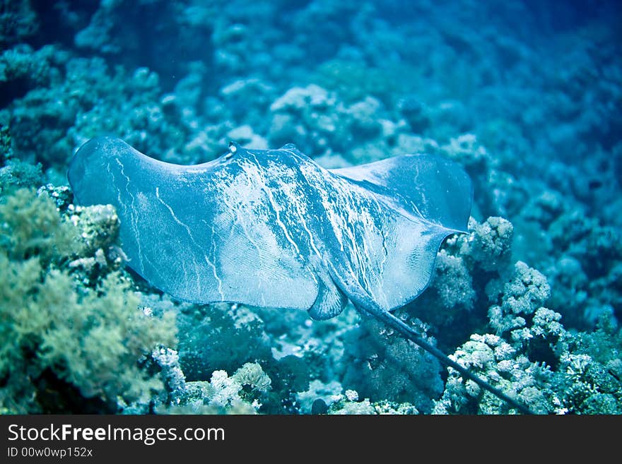 Black-Blotched Stingray (Taeniura meyeni)