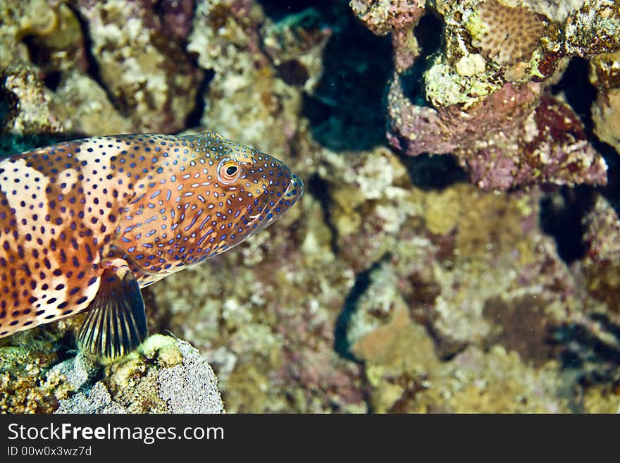 Red sea coralgrouper (Plectropomus  pessuliferus) taken in Middle Garden. Red sea coralgrouper (Plectropomus  pessuliferus) taken in Middle Garden.