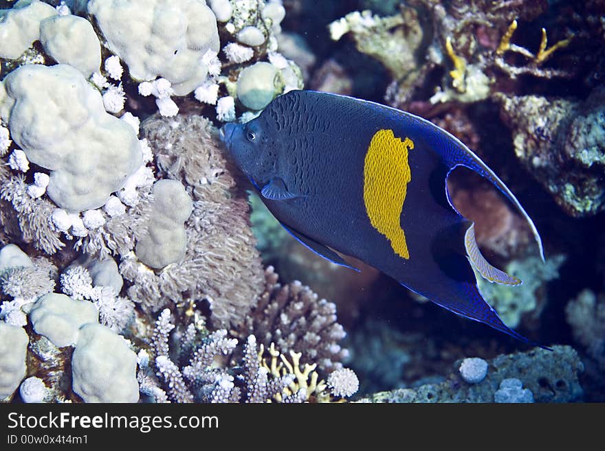 Red sea angelfish (Pomacanthus maculosus)