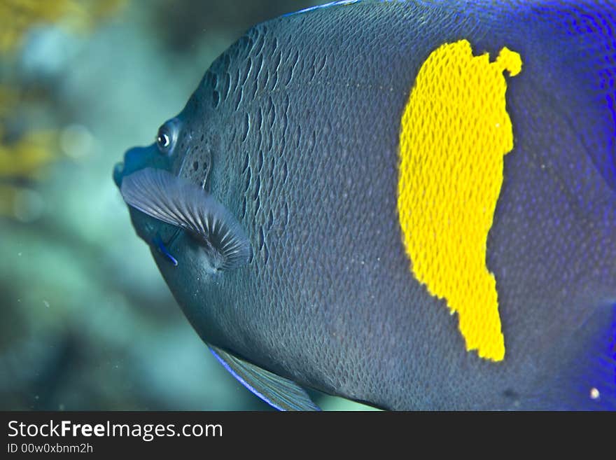 Red sea angelfish (Pomacanthus maculosus) taken in Middle Garden.