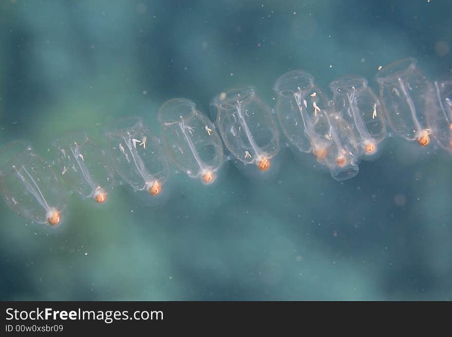 Salps (salpidae)