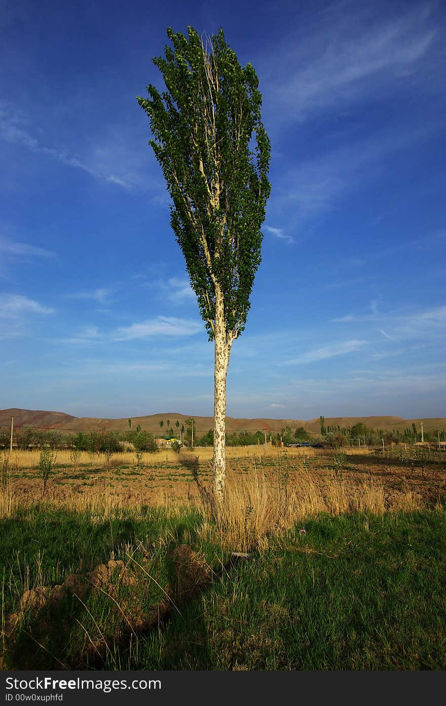 Poplar Of Iran