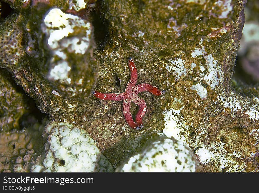 Ghardaqa sea star (fromia ghardaqana)