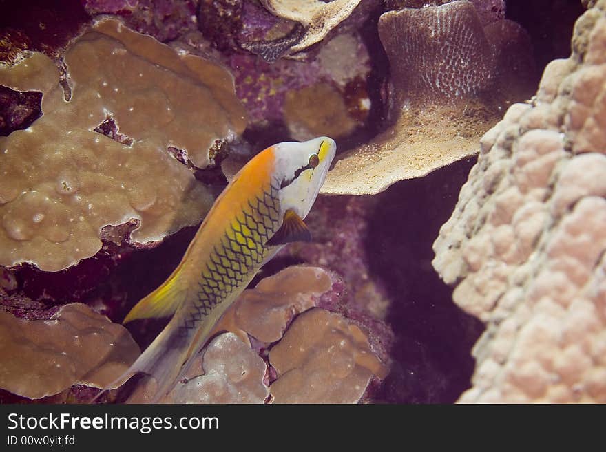 Slingjaw wrasse (epibulus insidiator) taken in Middle Garden.