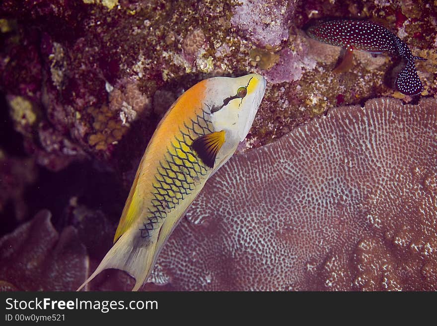 Slingjaw wrasse (epibulus insidiator) taken in Middle Garden.