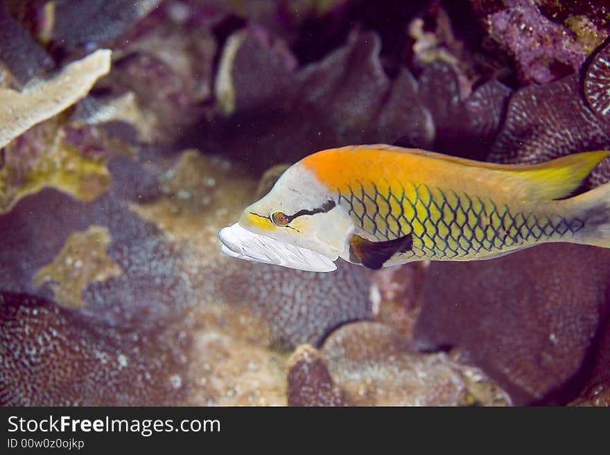 Slingjaw wrasse (epibulus insidiator) taken in Middle Garden.