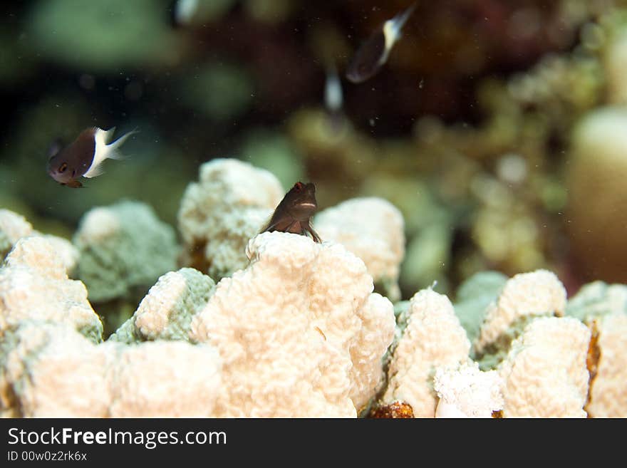 Chestnut blenny (cirripectes castaneus)taken in Middle Garden.