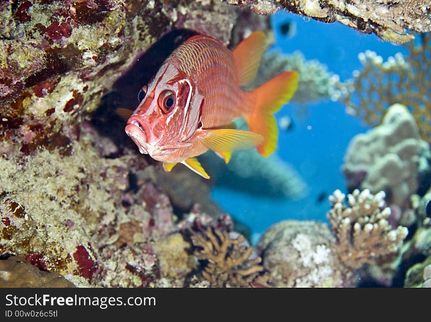 Longjawed squirrelfish (sargocentron spiniferum) taken in Middle Garden.