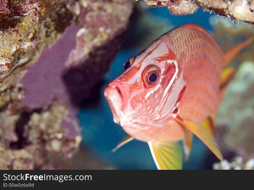 Longjawed squirrelfish (sargocentron spiniferum) taken in Middle Garden.