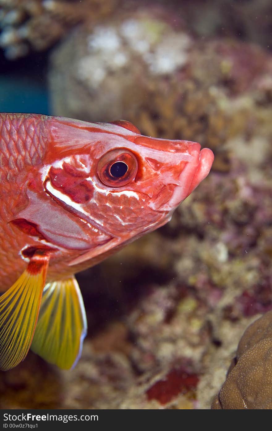 Longjawed squirrelfish (sargocentron spiniferum)