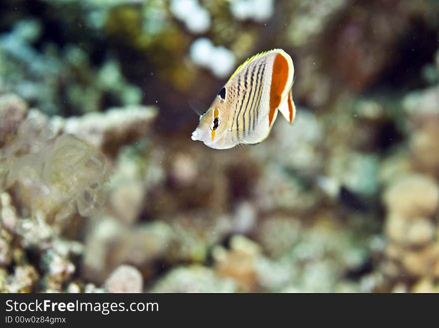 Crown butterflyfish (chaetodon paucifasciatus)