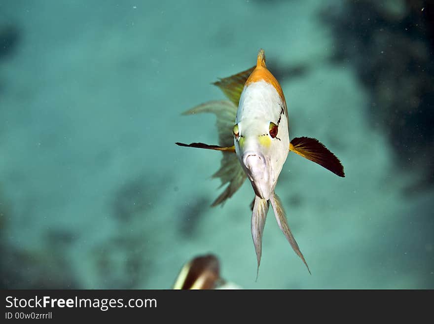 Slingjaw wrasse (epibulus insidiator) taken in Middle Garden.