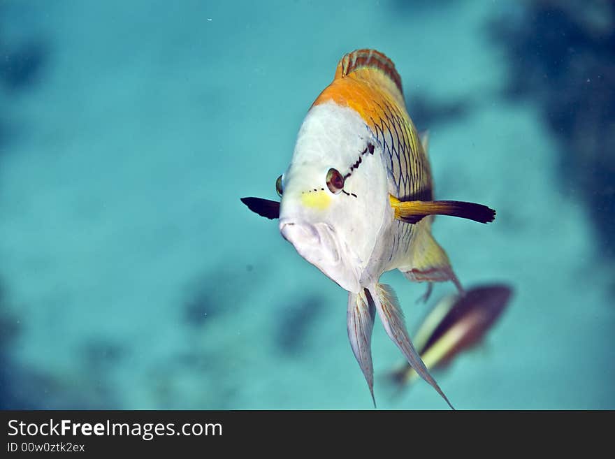 Slingjaw Wrasse (epibulus Insidiator)