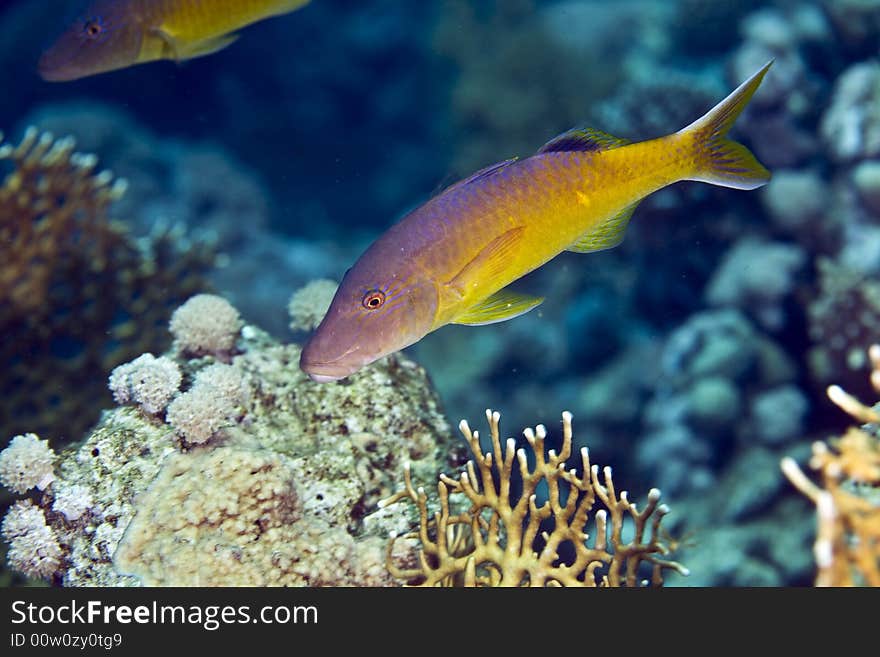 Red sea goatfish (parpeneus forsskali)