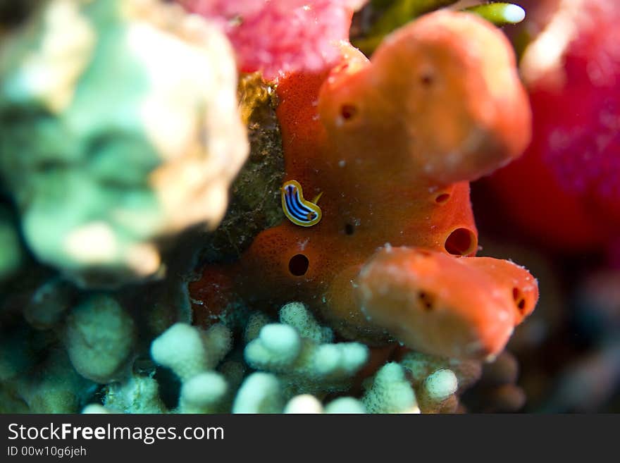 Softcoral and nudibranch taken in Middle Garden.