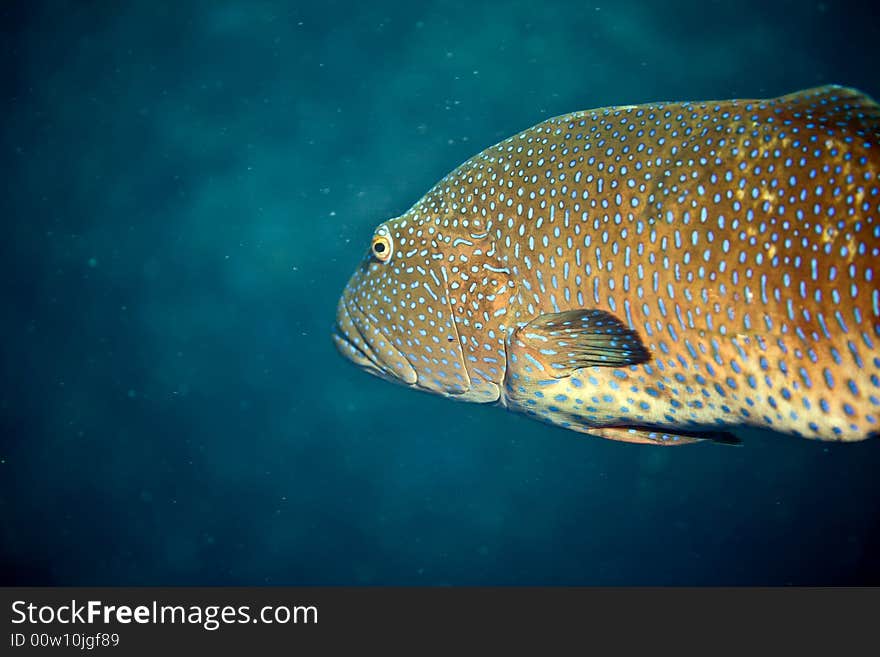 Red sea coralgrouper (Plectropomus pessuliferus) taken in Middle Garden.