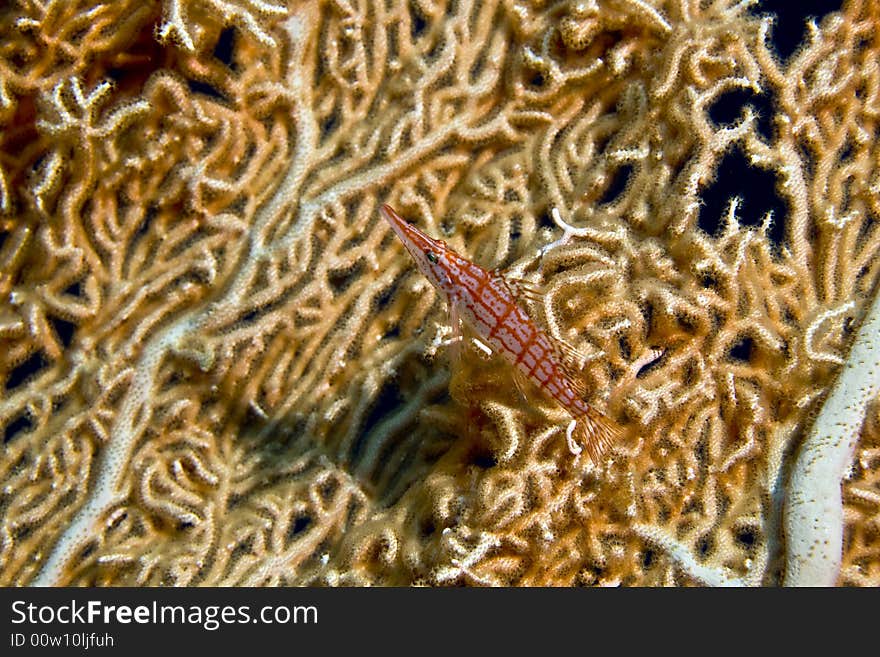 Longnose Hawkfish (oxycirrhites Typus)