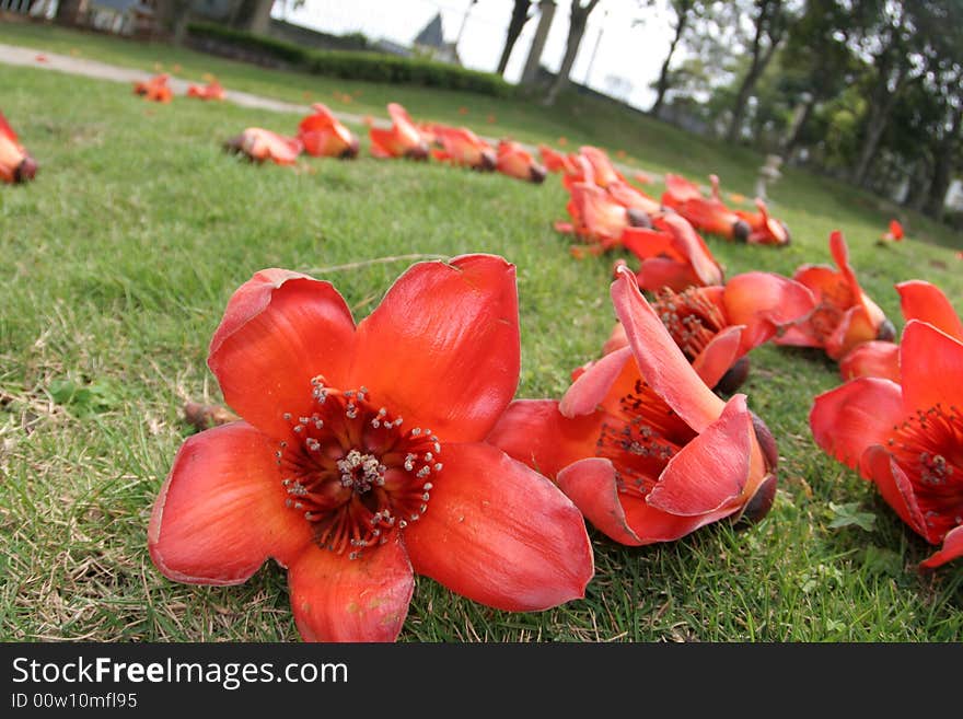 Some kapok flower on the grassland. Some kapok flower on the grassland