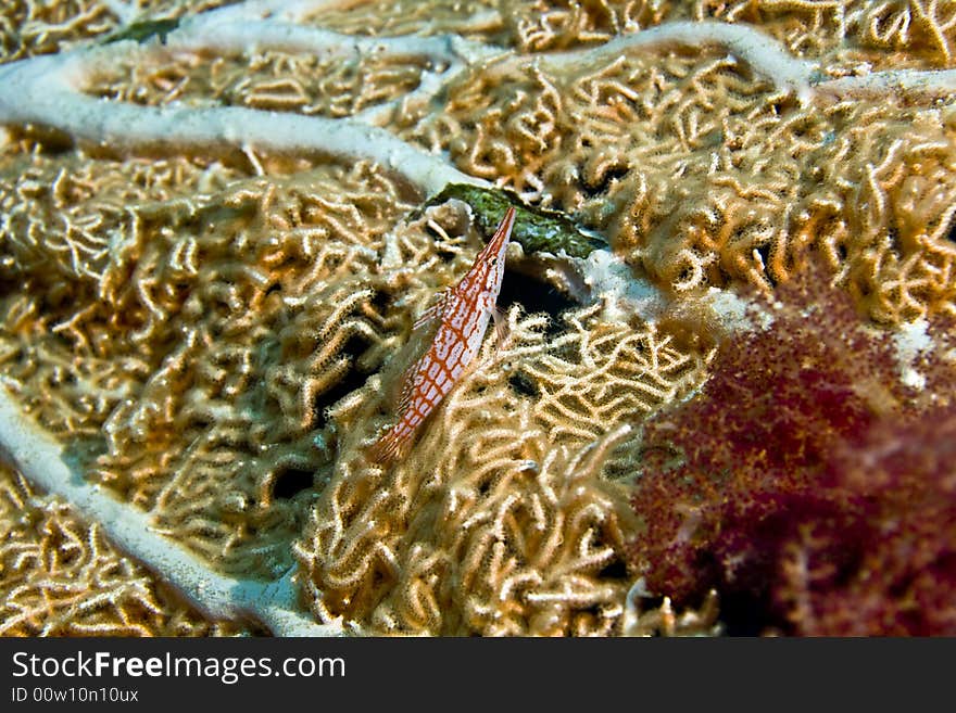 Longnose hawkfish (oxycirrhites typus)taken in Middle Garden.