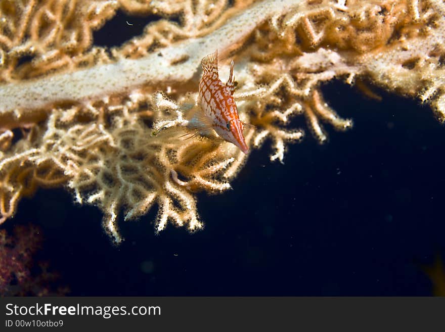 Longnose hawkfish (oxycirrhites typus)