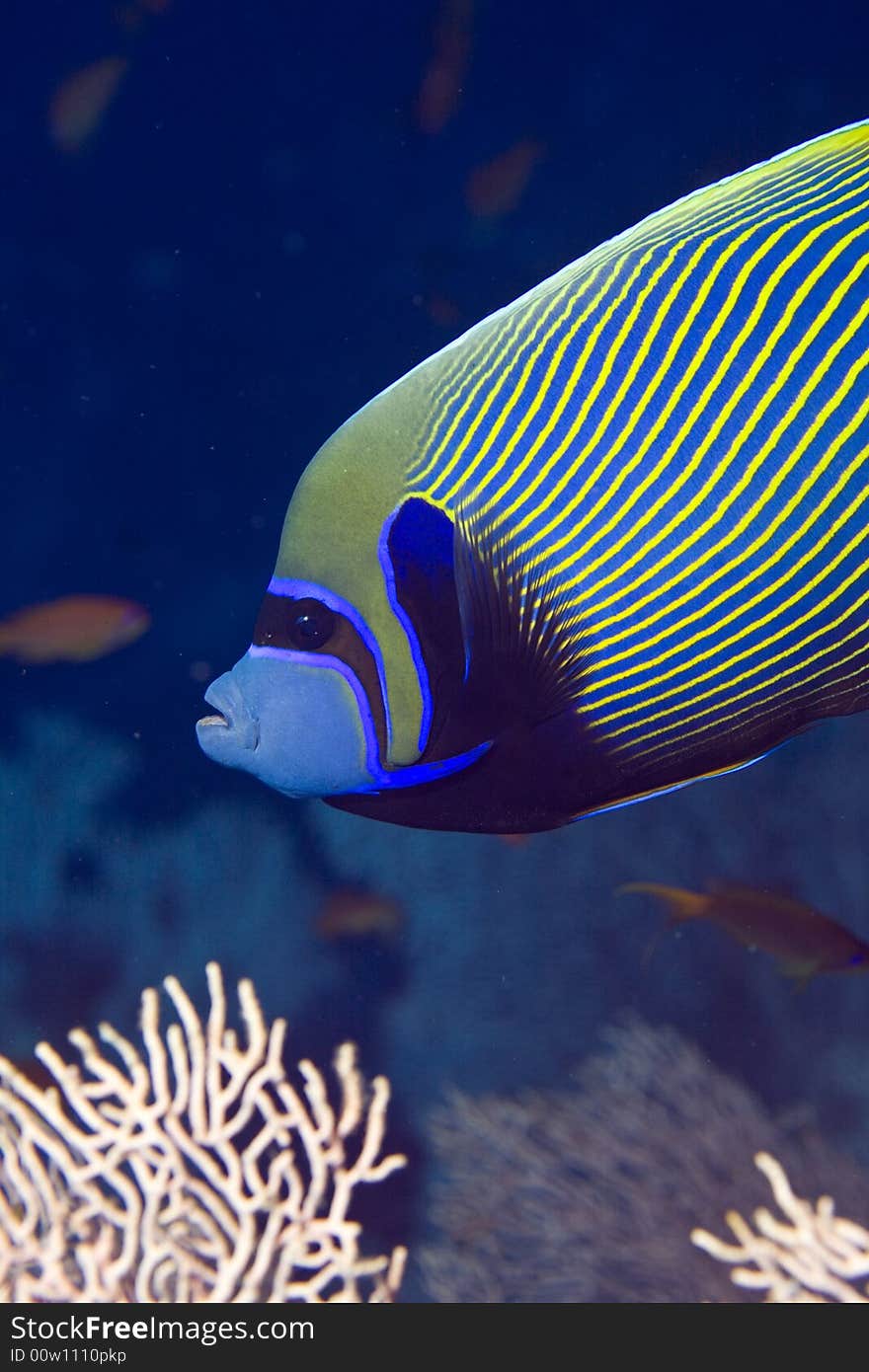 Red Sea Angelfish (Pomacanthus Maculosus)