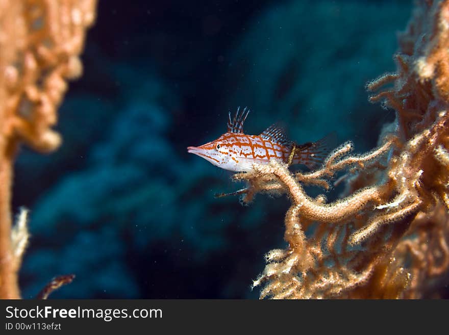 Longnose hawkfish (oxycirrhites typus) taken in Middle Garden.