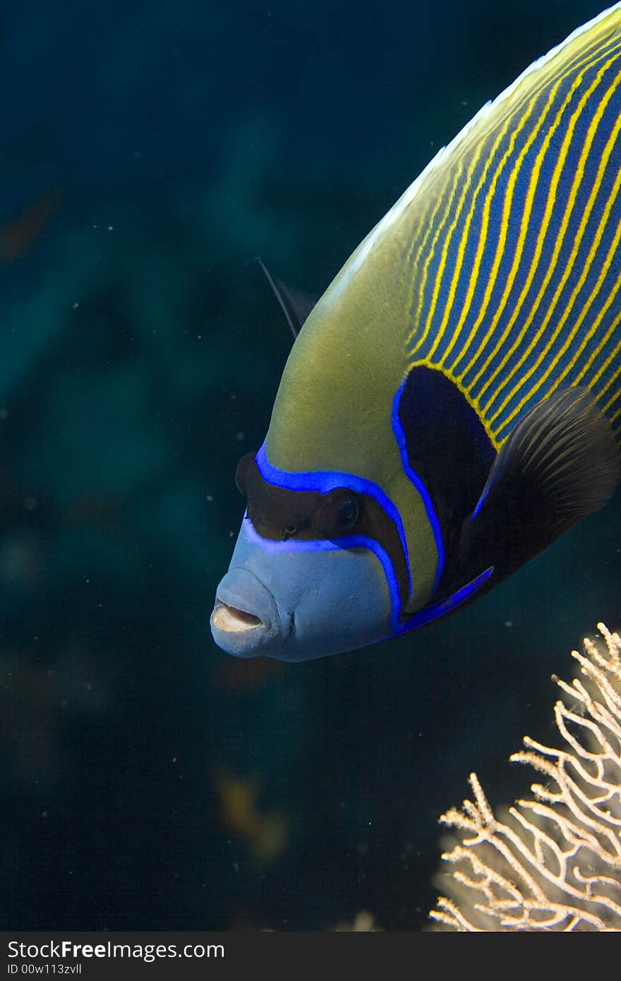 Red sea angelfish (Pomacanthus maculosus) taken in Middle Garden.