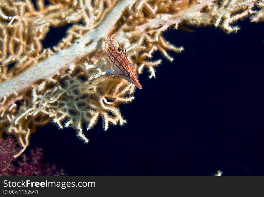 Longnose hawkfish (oxycirrhites typus) taken in Middle Garden.