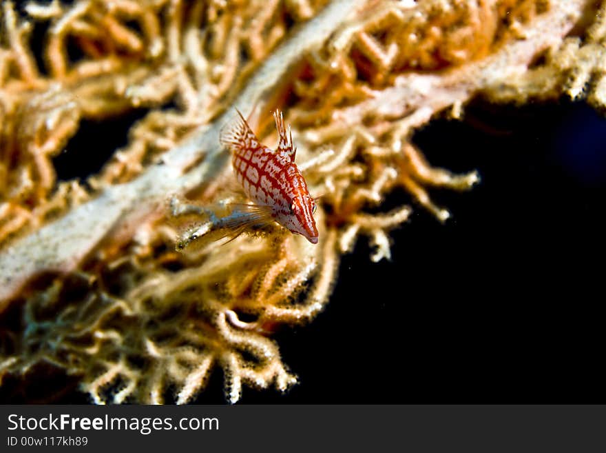 Longnose hawkfish (oxycirrhites typus) taken in Middle Garden.