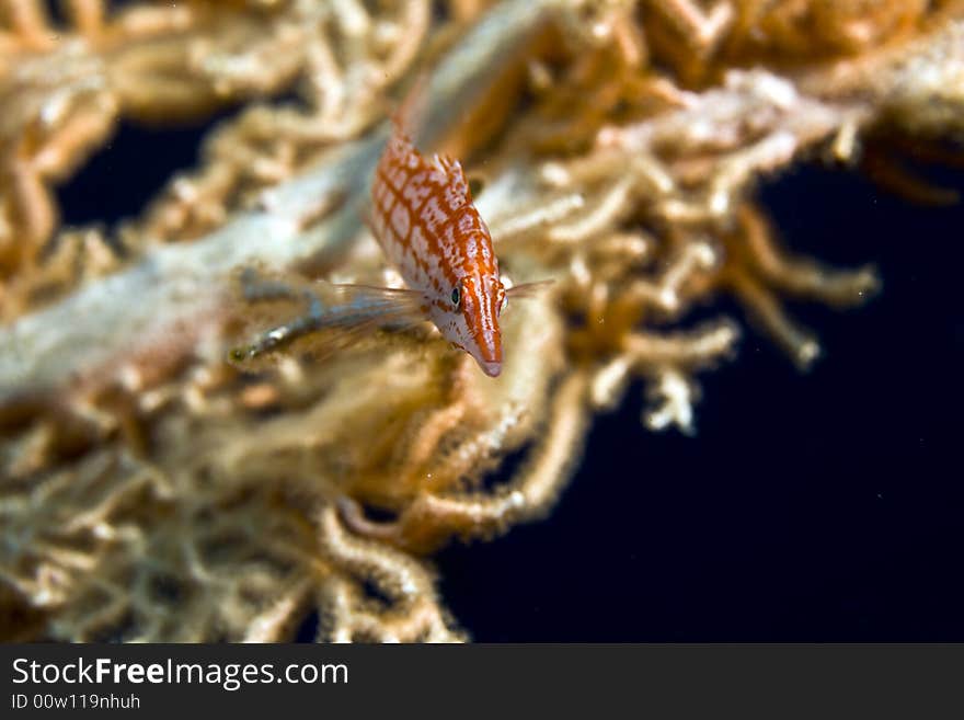 Longnose hawkfish (oxycirrhites typus)