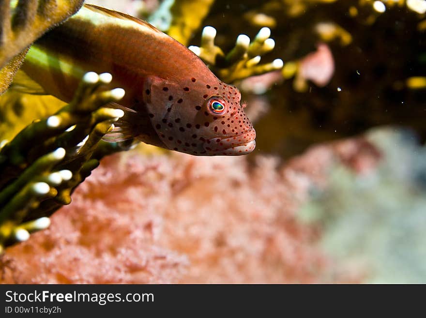 Freckled hawkfish (paracirrhites forsteri) taken in Middle Garden.