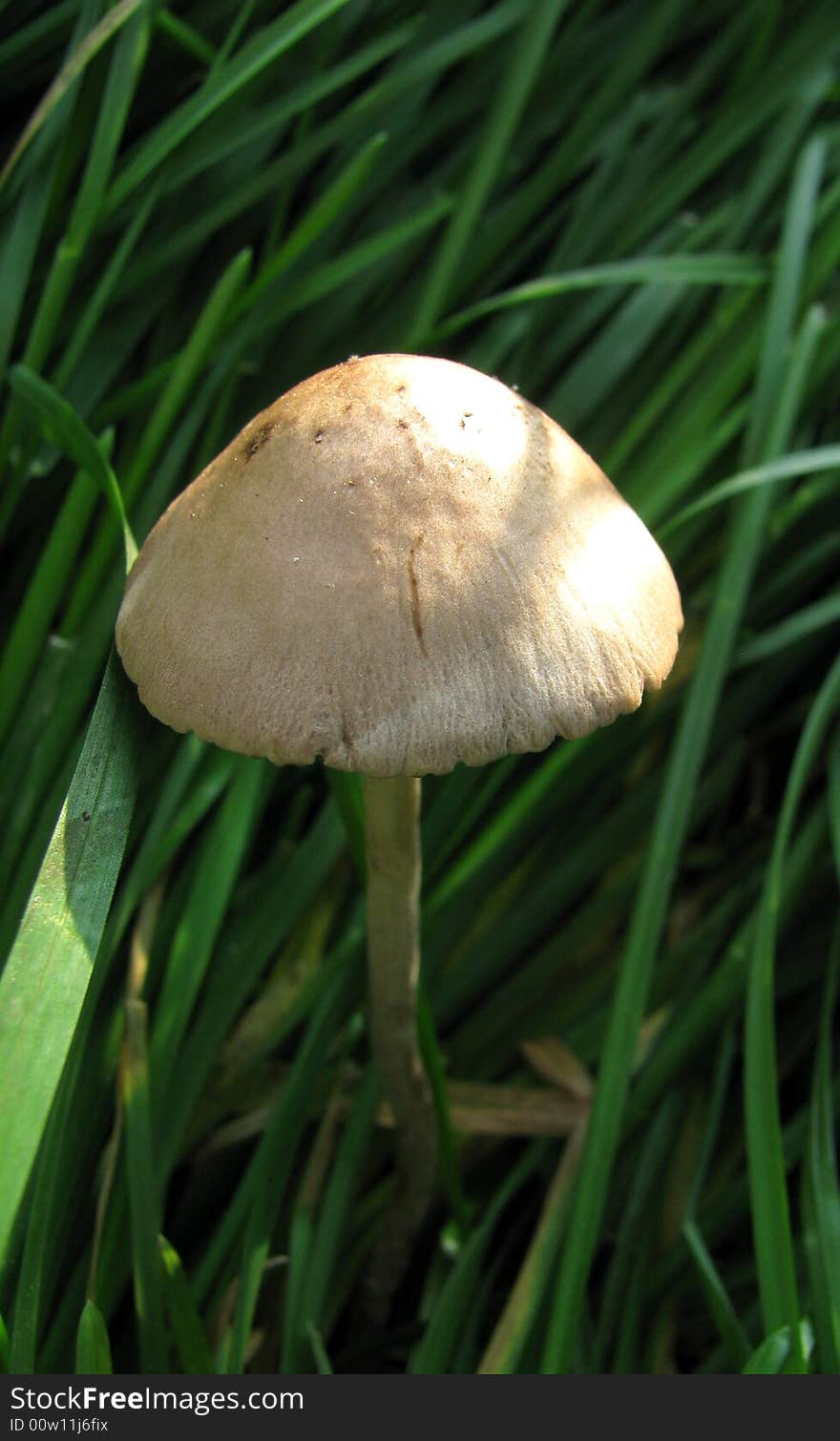 White mushroom in a garden in CHina