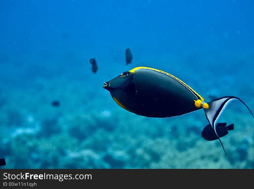 Orangespine unicornfish (naso elegans)