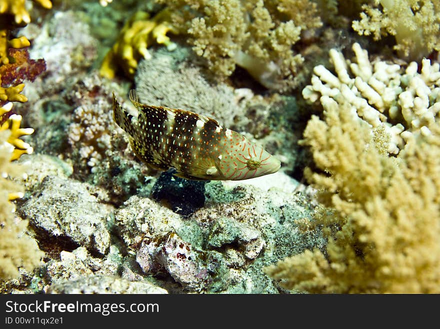 Abudjubbe wrasse (cheilinus abudjubbe) taken in Middle Garden.