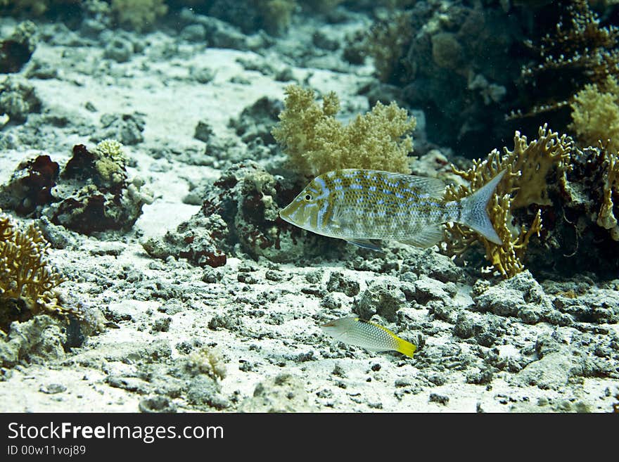 Orange-striped emperor (lethrinus obsoletus) taken in Middle Garden.