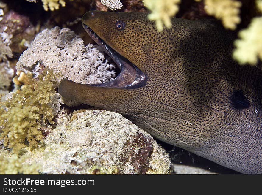 Giant moray (gymnothorax javanicus) taken in Middle Garden.