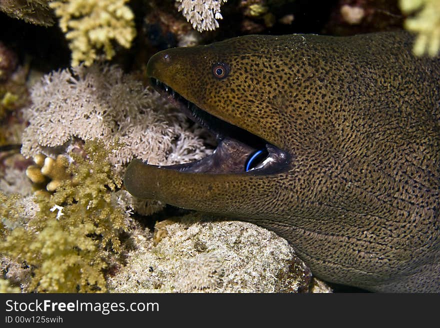 Giant moray (gymnothorax javanicus) taken in Middle Garden.