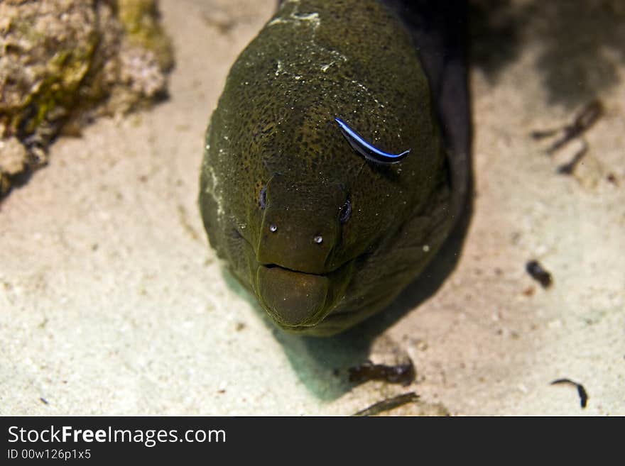 Giant moray (gymnothorax javanicus) taken in Middle Garden.