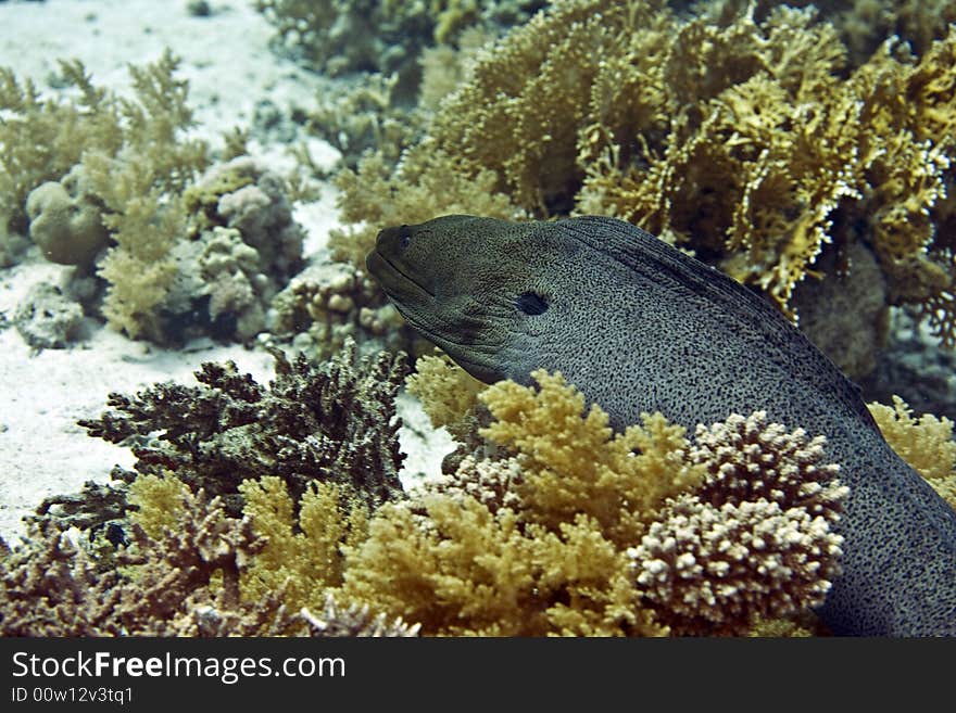 Giant moray (gymnothorax javanicus) taken in Middle Garden.