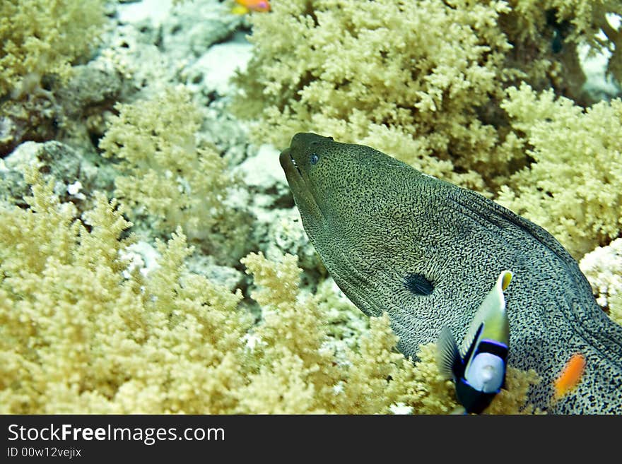 Giant moray (gymnothorax javanicus) taken in Middle Garden.