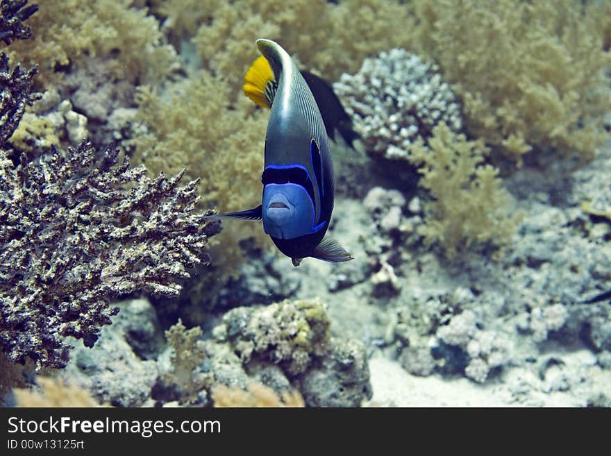 Red Sea Angelfish (Pomacanthus maculosus) taken in Middle Garden.