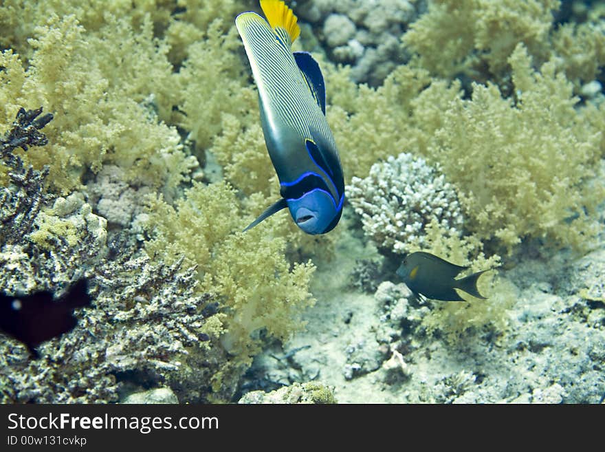 Red Sea Angelfish (Pomacanthus Maculosus)