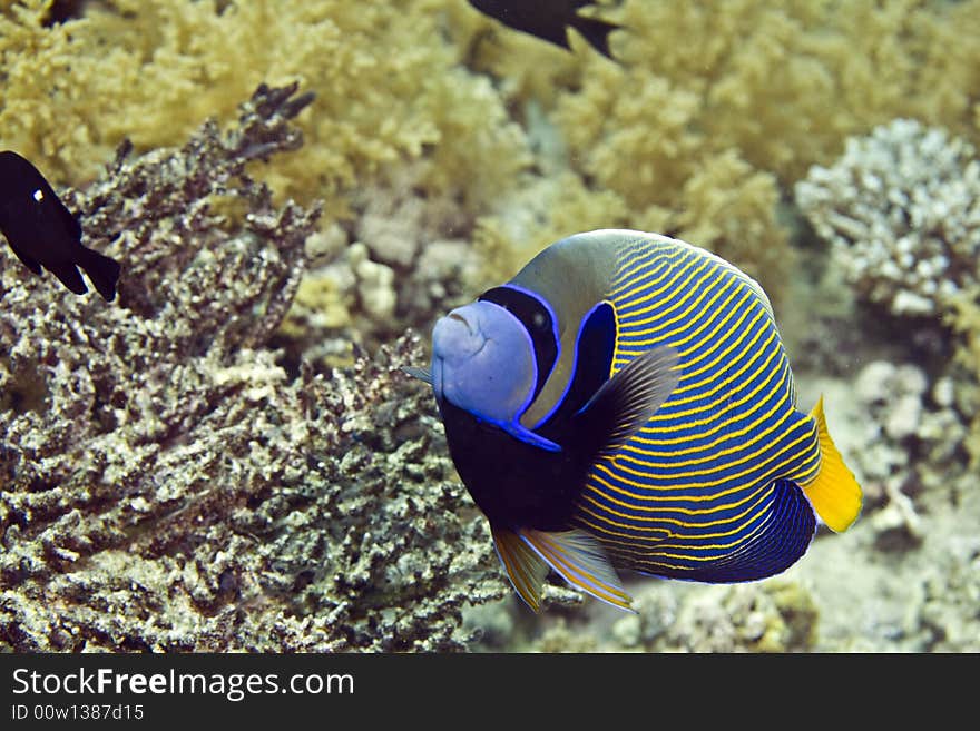 Red Sea Angelfish (Pomacanthus maculosus)