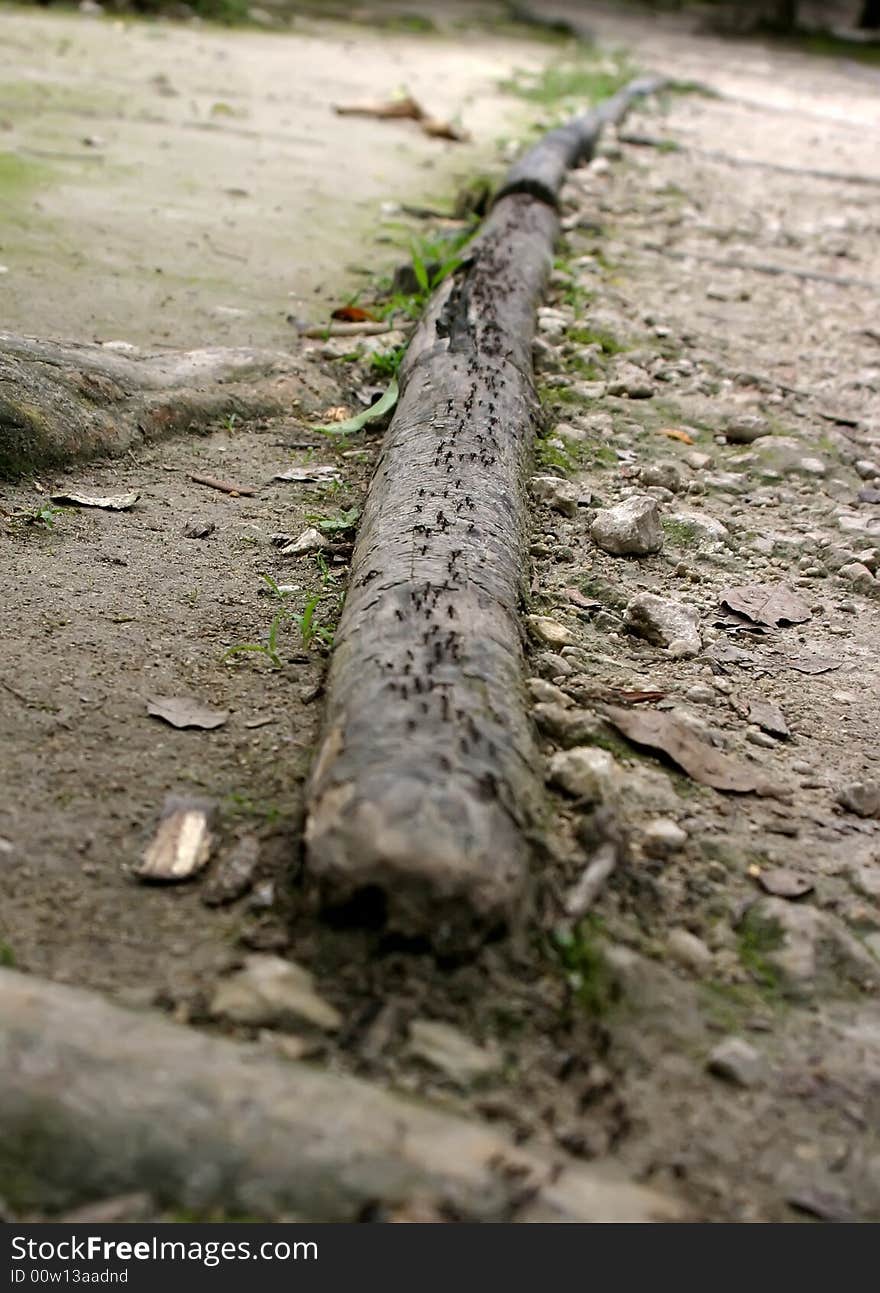 Ants team work walking home over branch. Ants team work walking home over branch