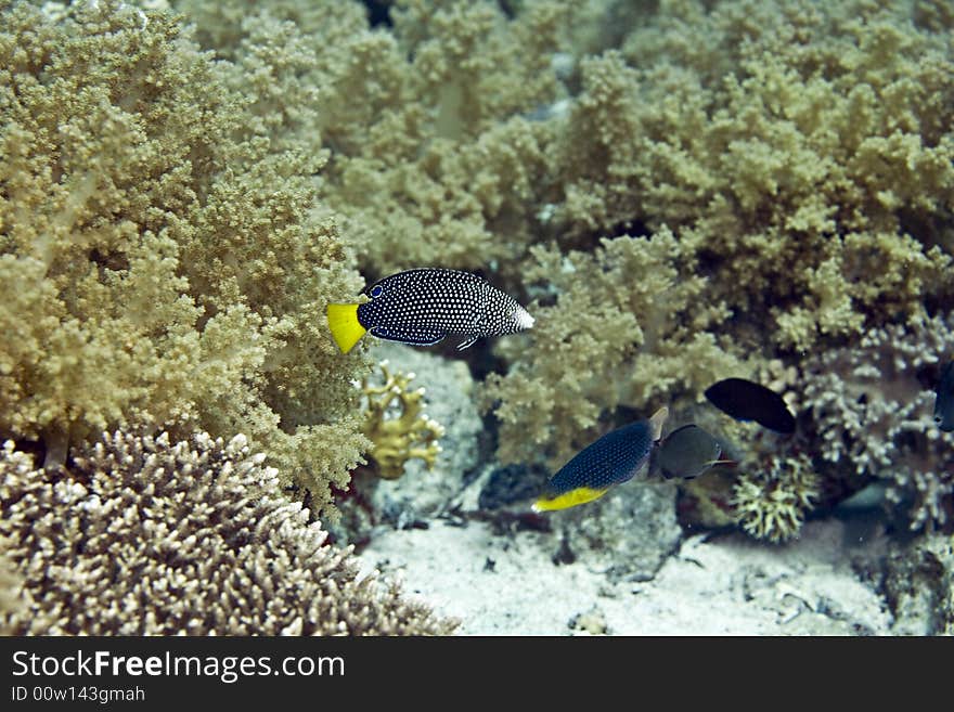 Coral and fish taken in Middle Garden.