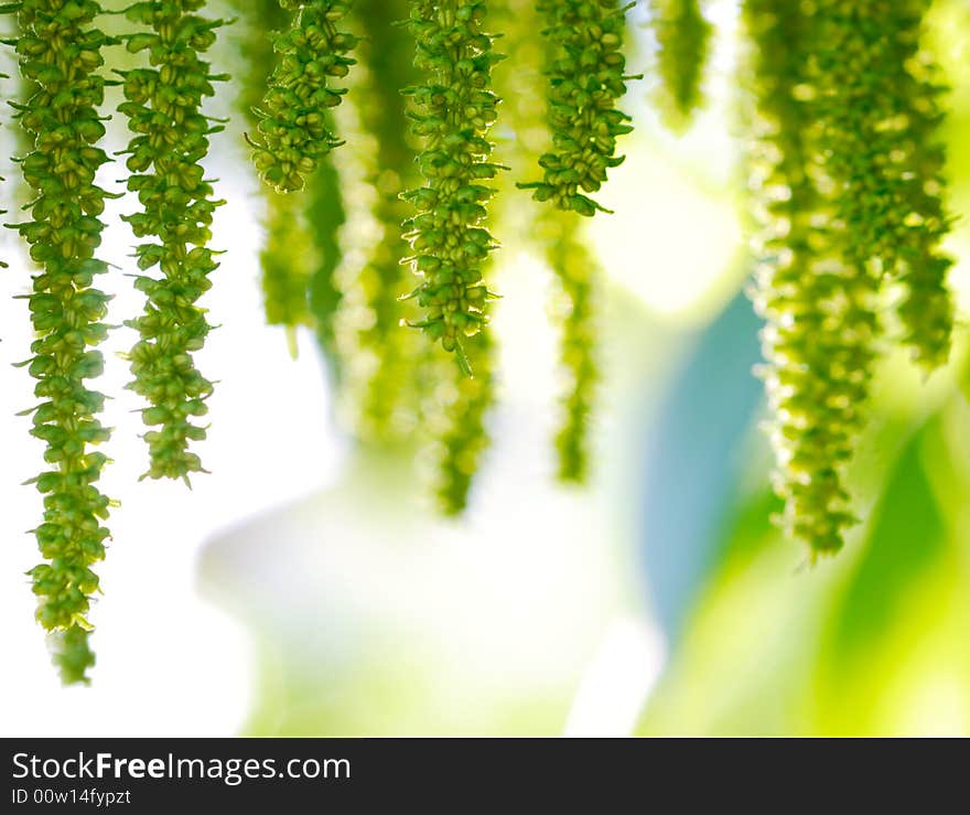 Backlit green blooming tree at sunrise