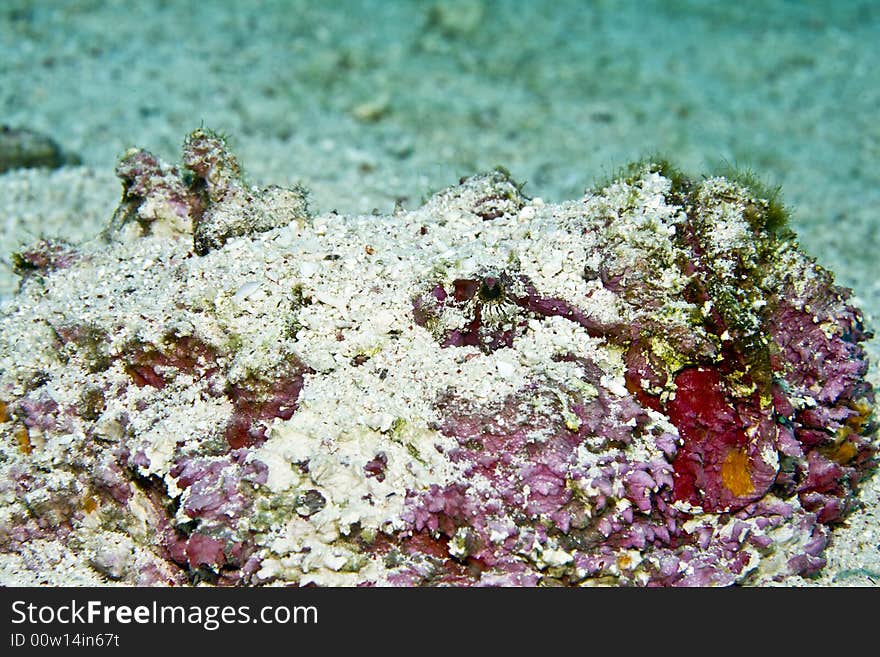 Stonefish (synanceia verrucosa)