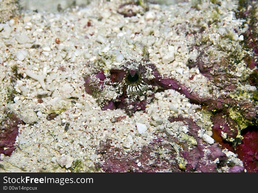 Stonefish (synanceia verrucosa)